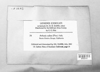 Arthonia radiata image